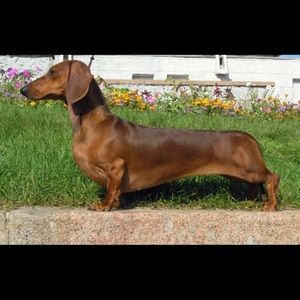 Meet your Posher, Cara